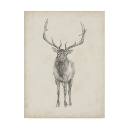 Trademark Fine Art Ethan Harper 'Elk Study' Canvas Art, 24x32 WAG07353-C2432GG